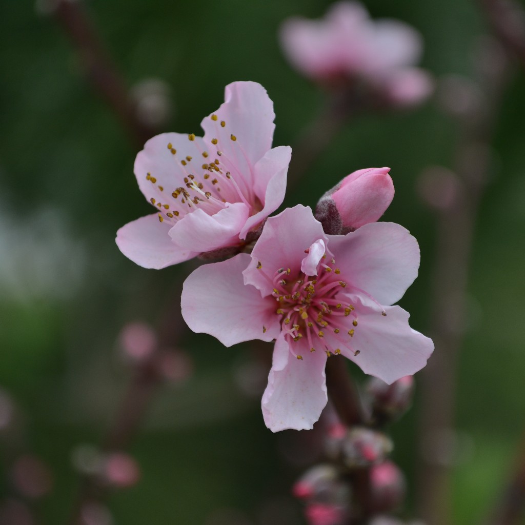  Bunga  Sakura  Juga Tumbuh di Turki Sustainable Hopes